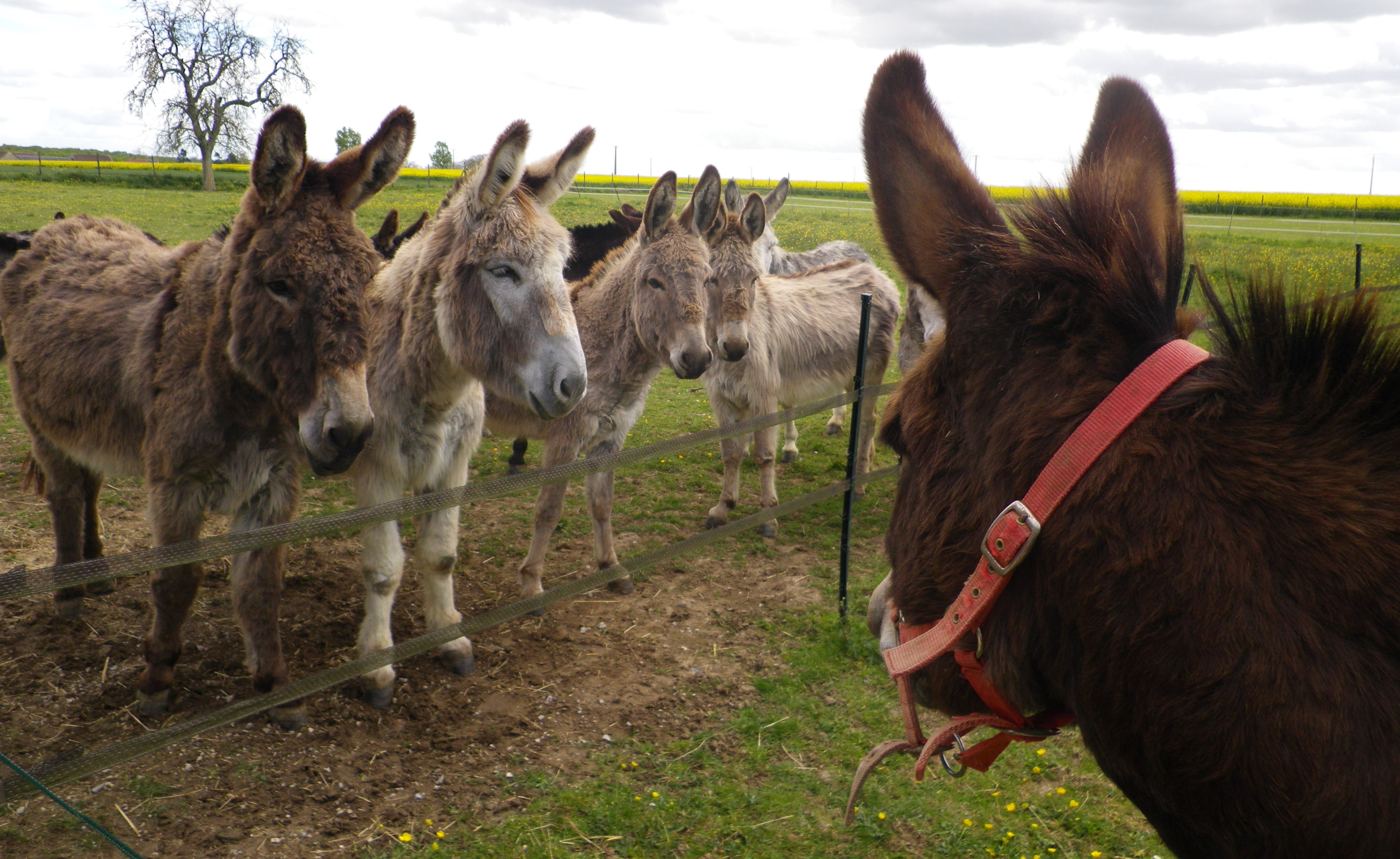 Donkey